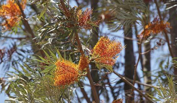 matching-the-right-gutter-mesh-for-leaf-sizes